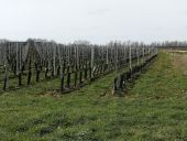 Point d'intérêt Tubize - Les nouvelles vignes du Domaine 