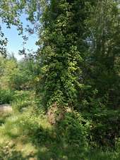 Point d'intérêt Moult-Chicheboville - 1#4 - Entre Plaine et Marais à Chicheboville - Photo 1