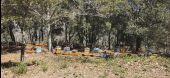 Punto de interés Les Mayons - Nombreuses ruches trés actives - Photo 2