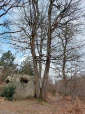 Point d'intérêt Fontainebleau - B Chêne sessile - Photo 1