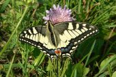 Point d'intérêt Jarnosse - Machaon - Photo 1