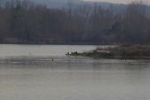 POI Pont-Sainte-Maxence - l'ile aux cormorans - Photo 1