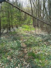 Point d'intérêt Ébreuil - chemin peu visible en sous bois après avoir longé un champs. - Photo 1