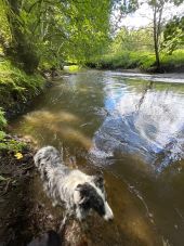 Point d'intérêt Herbeumont - Accès à la Vierre pour chiens et humains  - Photo 1