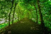 POI Theux - De Haagbeuklaan van Haut-Marais - Photo 1
