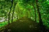 Punto de interés Theux - The Haut-Marais bower - Photo 1