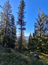 Point d'intérêt Grandfontaine - Grands arbres - Photo 1