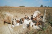 Punto de interés Meix-devant-Virton - La Ferme de Rosière à Houdrigny - Photo 1