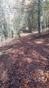 POI Saint-Hubert - Foret en automne - Photo 1