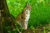 Point of interest Rochefort - Wildlife Reserve - Photo 3