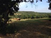 Punto di interesse Alzonne - Cattle above La Migance - Photo 1