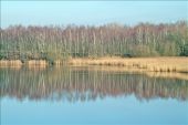 Point d'intérêt Bernissart - 1 - Un étang bordé d'arbres. Le bihoreau gris - Photo 1