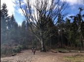 Point d'intérêt Masevaux-Niederbruck - Le gros chêne - Photo 1