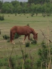 Point d'intérêt Narbonne - Ferme Equestre - Photo 1