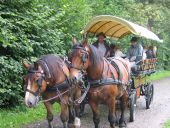 Punto di interesse Marche-en-Famenne - Horse-drawn wagon- and cart rides in the Ardennes - Photo 2