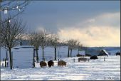 Punto di interesse Nassogne - Free range farming (pigs) - Photo 2