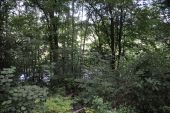 Punto de interés Tellin - 5 - Une forêt riveraine - Photo 1