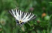 Point d'intérêt Viroinval - 2 - Fleurs et papillons - Photo 1