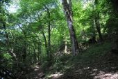 Punto de interés Herbeumont - 2 - Une forêt de pente - Photo 1