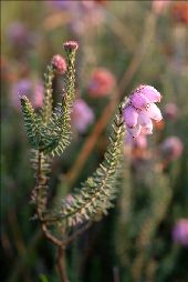 Punto de interés Sankt Vith - 5 - Les fleurs de la lande humide - Photo 1