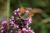 Punto de interés Ferrières - 4 - De l'origan et des papillons - Photo 2