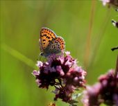 Point d'intérêt Ferrières - 4 - De l'origan et des papillons - Photo 1