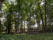 Point d'intérêt Courgenay - Chêne du Sauvageon - Photo 1