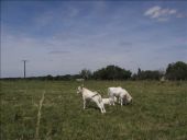 Point d'intérêt Paisy-Cosdon - Vaches... - Photo 5