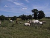 Point d'intérêt Paisy-Cosdon - Vaches... - Photo 1