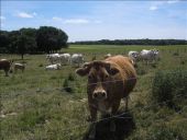 Punto de interés Paisy-Cosdon - Vaches... - Photo 2
