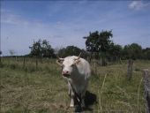 Point d'intérêt Paisy-Cosdon - Vaches... - Photo 4