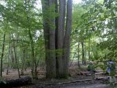 Punto de interés Fontainebleau - Arbre remarquable 2 - Photo 1