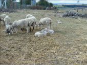Punto de interés Aix-Villemaur-Pâlis - Moutons - Photo 4