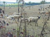 Point d'intérêt Aix-Villemaur-Pâlis - Moutons... - Photo 1