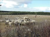 Punto de interés Aix-Villemaur-Pâlis - Moutons... - Photo 2