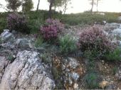 Point d'intérêt Marseille - Bruyère en fleurs  - Photo 1