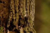 Punto de interés Vresse-sur-Semois - 1 - Des oiseaux et des arbres - Photo 2