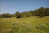 Point of interest Viroinval - 3 - Un chant forestier - Photo 1