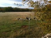 POI Limogne-en-Quercy - Chèvres au pâturage - Photo 1