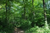 Point d'intérêt Rouvroy - 3 - Une forêt productive - Photo 1