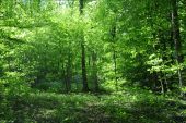 Point d'intérêt Rouvroy - 3 - Une forêt productive - Photo 2
