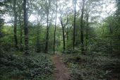 Punto di interesse Vresse-sur-Semois - 5 - Aux pieds de arbres - Photo 2