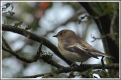 Point d'intérêt Daverdisse - 4 - Un oiseau des bois clairs - Photo 2