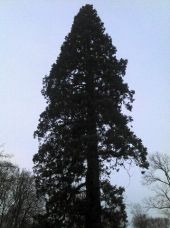 Point of interest Condé-sur-l'Escaut - Sequoia géant - Photo 1