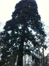 Point d'intérêt Uccle - séquoia géant - Photo 1