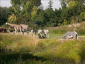 POI Lyon - Parc Zoologique - Photo 1
