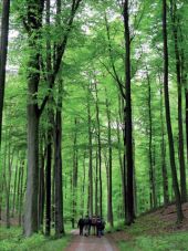 Punto di interesse La Hulpe - la forêt de Soignes - Photo 1