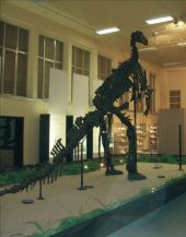 Punto de interés Bernissart - Musée de l'Iguanodon - Photo 1