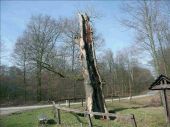 POI Martelange - Le Gros Chêne – Décke Keus - Photo 1