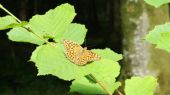 Point d'intérêt Musson - Les petites ailes de la forêt - Photo 1